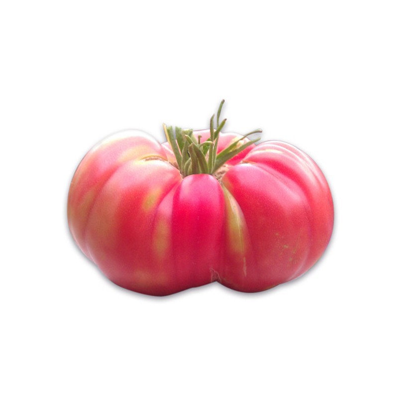 Tomate rosa kg